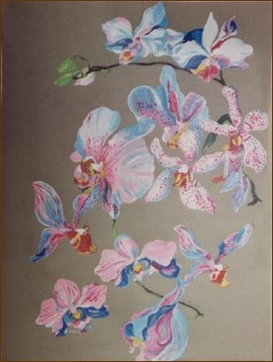 Orchidee 